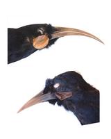 Image of: Heteralocha acutirostris (huia)