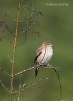 Image of: Lonchura malabarica (white-throated silverbill)