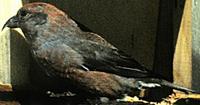 Image of: Loxia curvirostra (red crossbill)