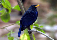 Image of: Myophonus caeruleus (blue whistling thrush)