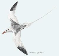 Image of: phaethon aethereus (red-billed tropicbird)