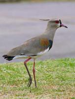 Image of: Vanellus chilensis (southern lapwing)