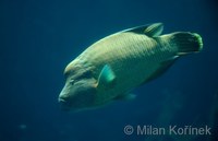 Cheilinus undulatus - Double-headed Maori Wrasse