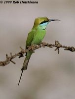 Green Bee-eater - Merops orientalis