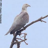 Speckled Wood Pigeon - Columba hodgsonii