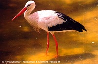 White Stork - Ciconia ciconia