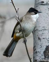 Brown-breasted Bulbul - Pycnonotus xanthorrhous