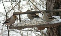 Hawfinch - Coccothraustes coccothraustes