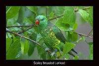 Scaly-breasted lorikeet