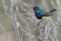 Souimanga Sunbird (Nectarinia souimanga) photo