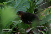 Rufous-sided Crake - Laterallus melanophaius