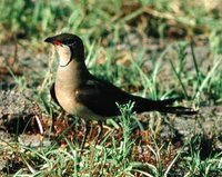 Collared Pratincole - Glareola pratincola