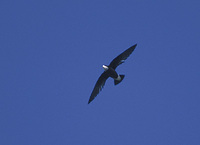 White-throated Needletail (Hirundapus caudacautus) photo