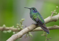 Green Violet-ear (Colibri thalassinus) photo