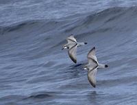 Broad-billed Prion (Pachyptila vittata) photo