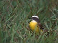 Social Flycatcher (Myiozetetes granadensis) photo