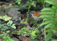 White-bellied Antpitta (Grallaria hypoleuca) photo
