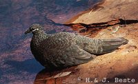 Chestnut-quilled Rock-Pigeon - Petrophassa rufipennis