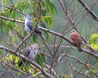 Blue Ground-Dove - Claravis pretiosa