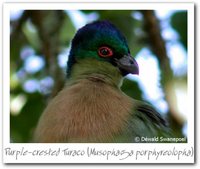 Purple-crested Turaco - Tauraco porphyreolophus