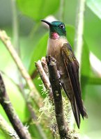 Fawn-breasted Brilliant - Heliodoxa rubinoides