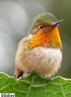 Scintillant Hummingbird - Selasphorus scintilla