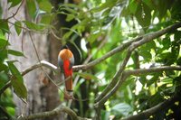 Scarlet-rumped Trogon - Harpactes duvaucelii