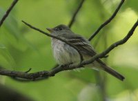 Least Flycatcher - Empidonax minimus