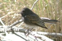 Black Phoebe - Sayornis nigricans