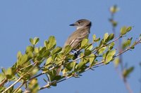 La Sagra's Flycatcher - Myiarchus sagrae