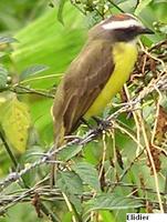 White-ringed Flycatcher - Conopias albovittata