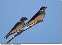 Gray-breasted Martin - Progne chalybea