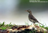 Oriental Pipit - Anthus rufulus