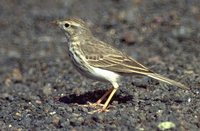 Berthelot's Pipit - Anthus berthelotii