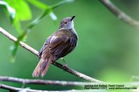 Spectacled Bulbul - Pycnonotus erythropthalmos