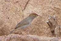 Piping Cisticola - Cisticola fulvicapillus