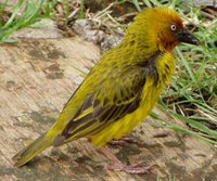 Cape Weaver - Ploceus capensis