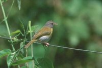 Ashy-headed Greenlet - Hylophilus pectoralis