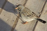 Mourning Sierra-Finch - Phrygilus fruticeti