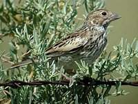 Lark Bunting - Calamospiza melanocorys