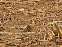 Smith's Longspur - Calcarius pictus