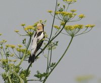 Bobolink - Dolichonyx oryzivorus