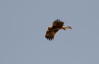 Booted Eagle