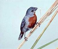 * Chestnut Bellied Seedeater