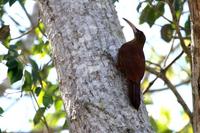 Great  rufous  woodcreeper   -   Xiphocolaptes  major   -