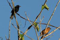 White-lined  tanager   -   Tachyphonus  rufus   -