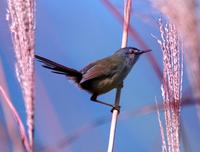 Yellow-bellied Prinia, Prinia flaviventris