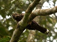 Grey Nightjar