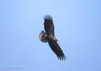 흰꼬리수리 White-Tailed Eagle  Haliaeetus albicilla