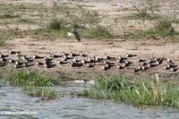 African skimmers (Rhynchops flavirostris) on a beach along the Kazinga Channel